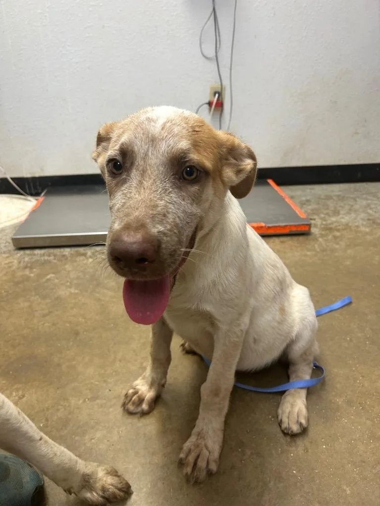 A baby large-sized male Australian Cattle Dog / Blue Heeler dog named Little Creek for adoption in Lockhart, TX