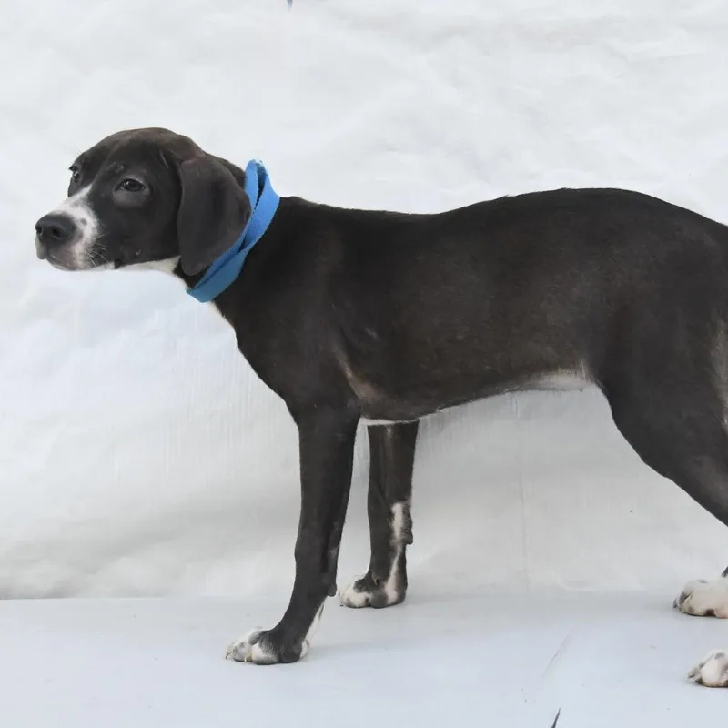 A baby medium-sized female Black Labrador Retriever dog named Paula for adoption in South Elgin, IL