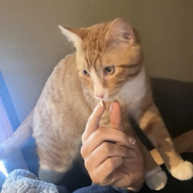 A young small-sized male Orange / Red Domestic Short Hair cat named Garfield for adoption in Rochester, MN
