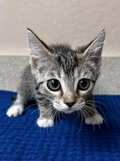 A young small-sized female Domestic Short Hair cat named Nars for adoption in Phoenix, AZ