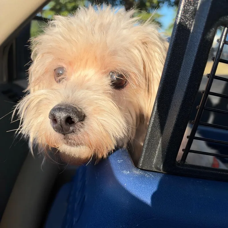 An adult small-sized male Shih Tzu dog named Benny for adoption in Bessemer, AL