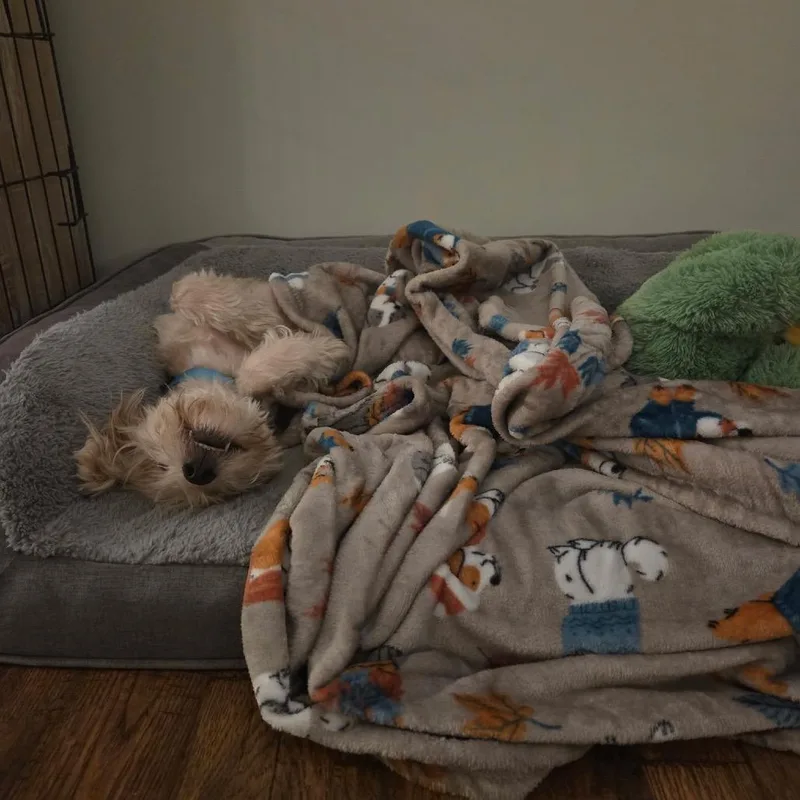 Benny thumbnail 3