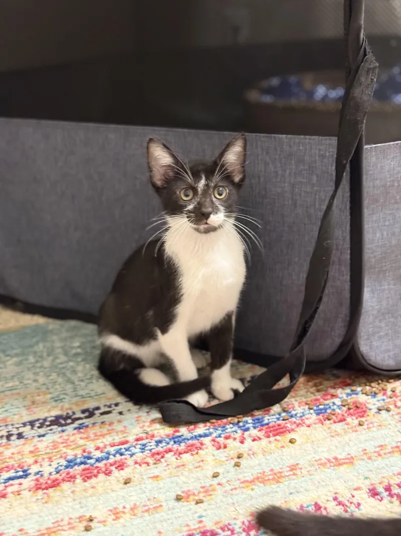 A young medium-sized male Black & White / Tuxedo Domestic Short Hair cat named Frodo for adoption in Magnolia, TX