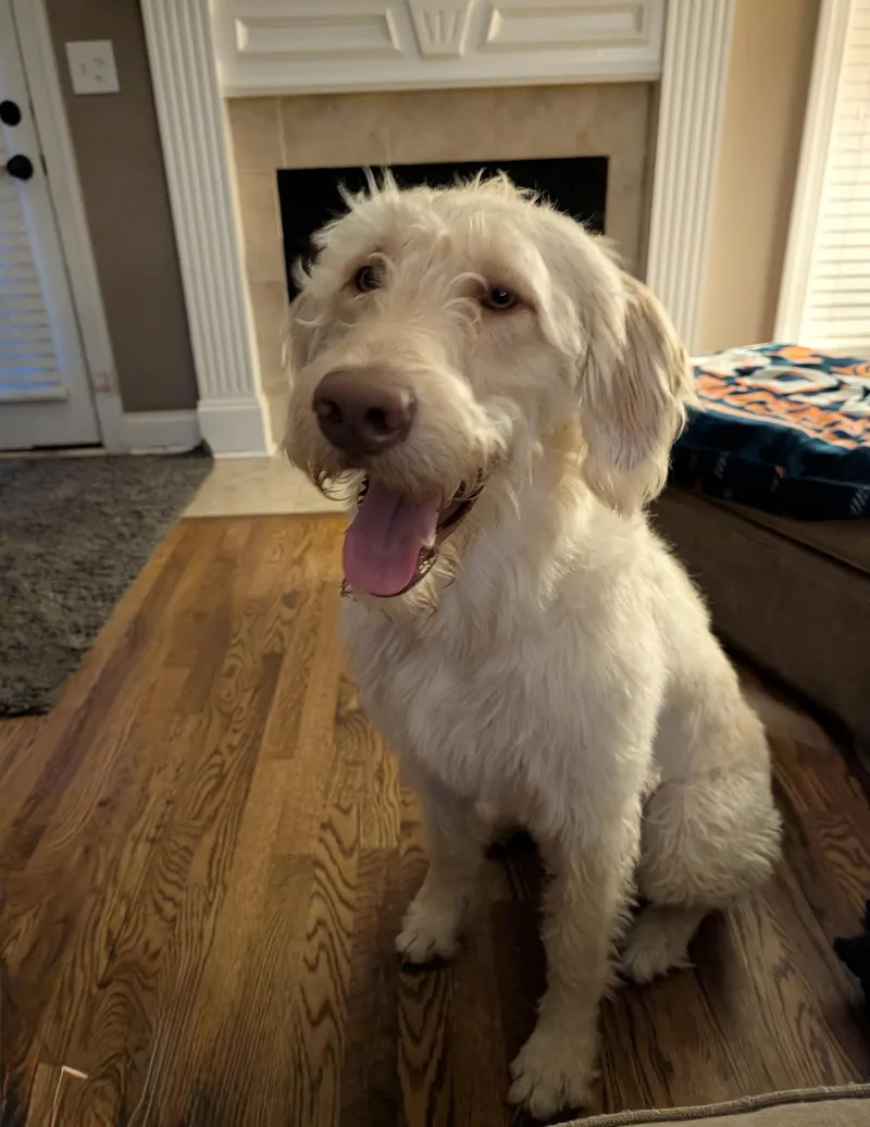 A young large-sized male Labradoodle dog named Darling Zack for adoption in Burlington, NC