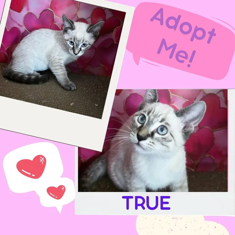 A baby medium-sized female Siamese cat named True for adoption in Napa, CA