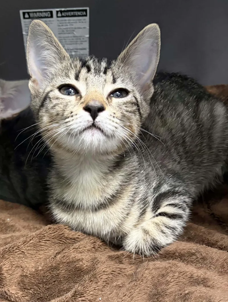 A young medium-sized female Tabby (Brown / Chocolate) Domestic Short Hair cat named Jolene for adoption in Greenville, NC