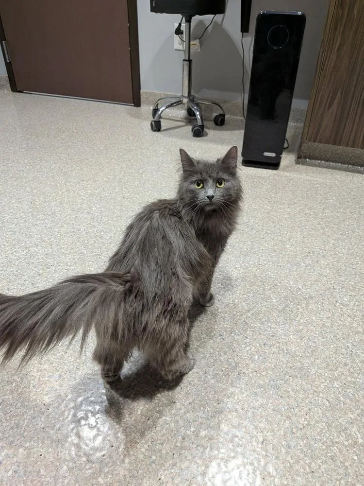 A young medium-sized female Gray / Blue / Silver Domestic Long Hair cat named Thunder for adoption in Clinton Township, MI