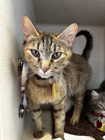 An adult medium-sized female Tabby (Brown / Chocolate) Domestic Short Hair cat named Maggie for adoption in Stanwood, WA