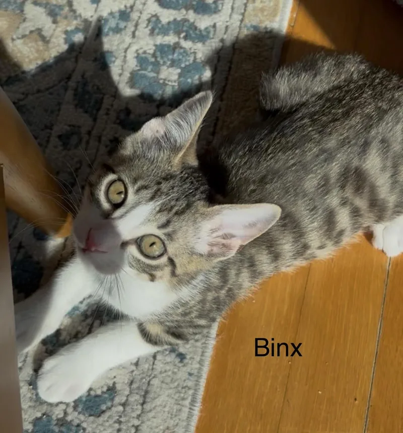 Binx thumbnail 2