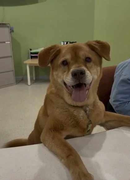 A senior large-sized male Chow Chow dog named Fuzzington for adoption in Vienna, OH