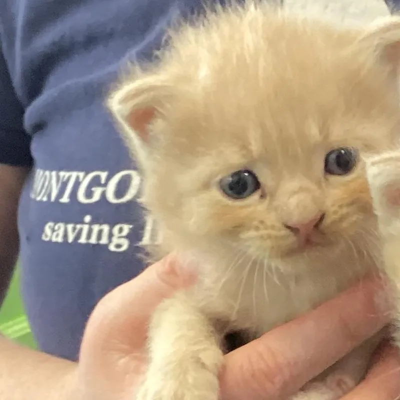 A baby small-sized male Orange / Red Domestic Short Hair cat named Pete for adoption in Montgomery, AL
