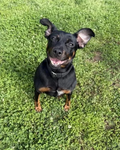 An adult medium-sized female Black Terrier dog named Smarshmellow for adoption in Springfield, MO