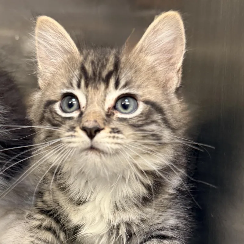 A baby small-sized male Domestic Medium Hair cat named Iron for adoption in Palm Springs, CA