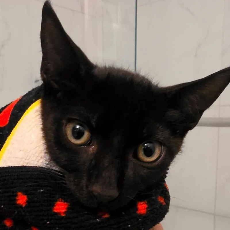 A baby small-sized male Black Domestic Short Hair cat named Romesco for adoption in Parkland, FL