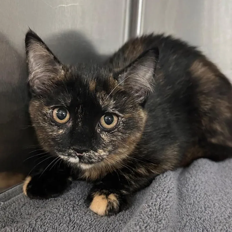 Cereal Siblings Cheerio