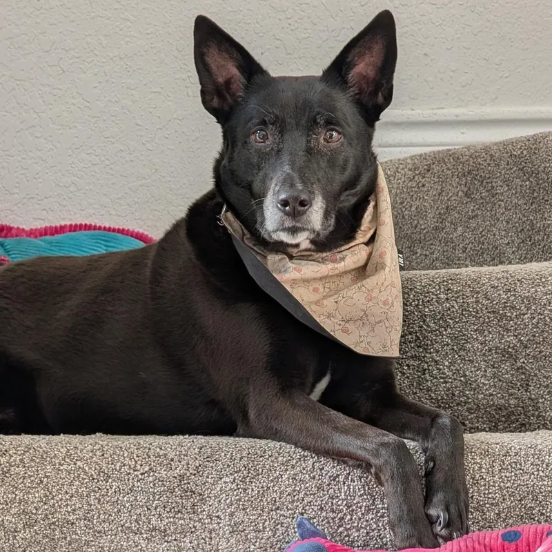 A senior large-sized female Australian Cattle Dog / Blue Heeler dog named Genie for adoption in Krum, TX