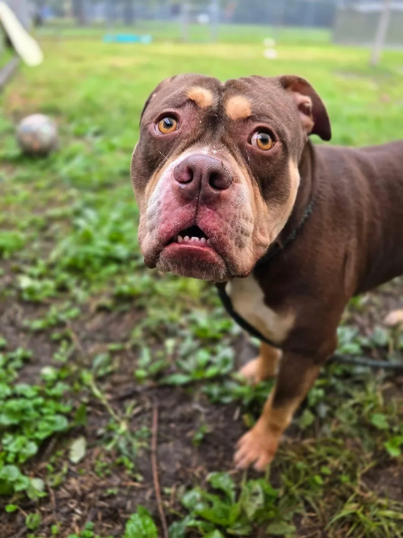 An adult medium-sized male Brown / Chocolate Bulldog dog named Juju for adoption in Chicago, IL