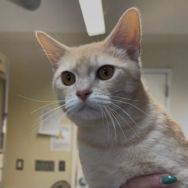 A young small-sized male Domestic Short Hair cat named Chianti for adoption in Wayne, NJ