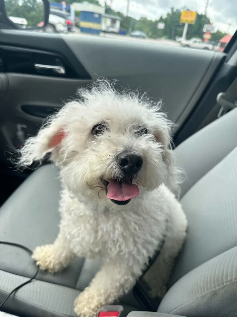 An adult medium-sized male White / Cream Miniature Poodle dog named Zepplin for adoption in Waynesboro, TN