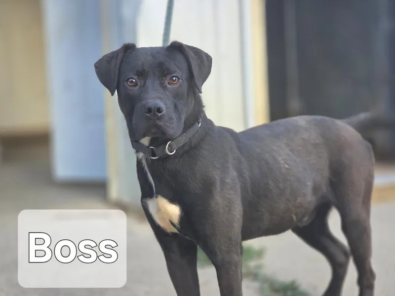 An adult medium-sized male Black Boxer dog named Boss for adoption in Walthill, NE