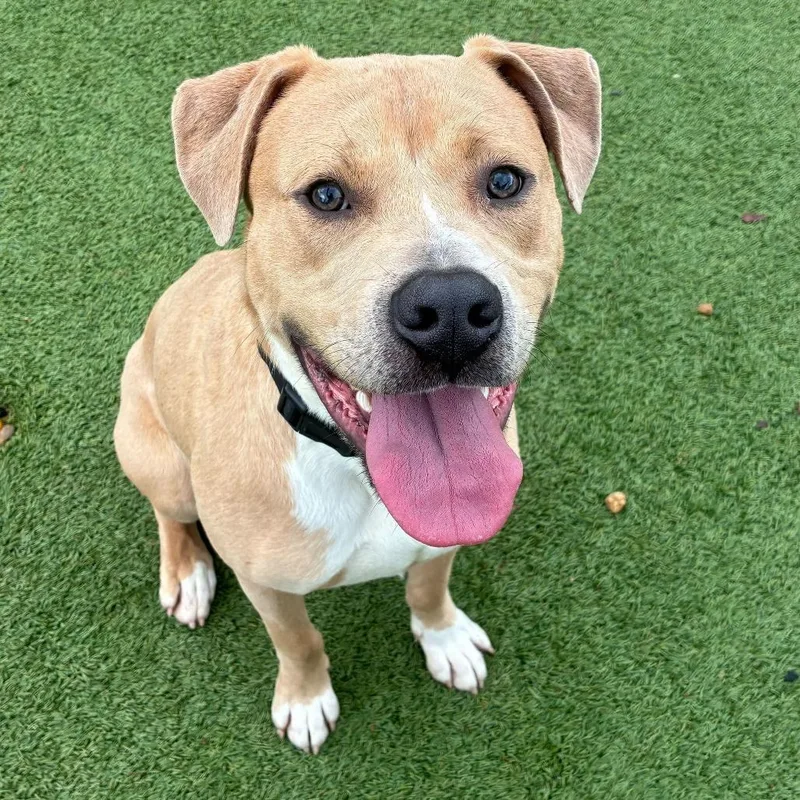 An adult medium-sized male Brown / Chocolate Terrier dog named Cash for adoption in Chattanooga, TN