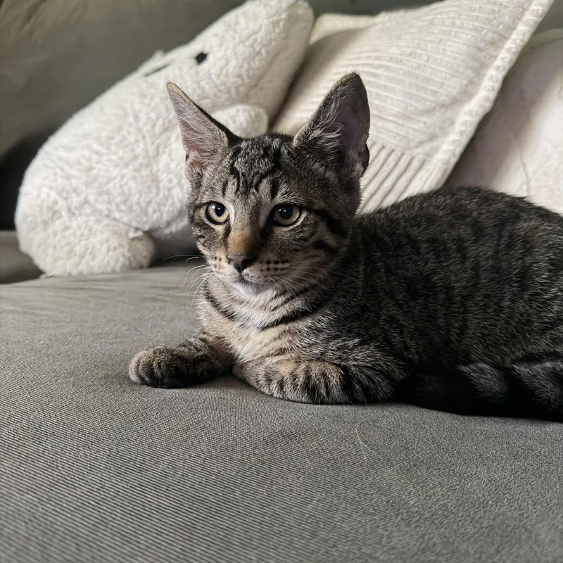 A baby medium-sized male American Shorthair cat named Drizzle for adoption in Massillon, OH