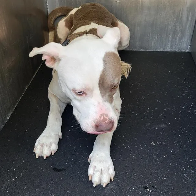 A young medium-sized male American Staffordshire Terrier dog named Remy for adoption in San Antonio, TX