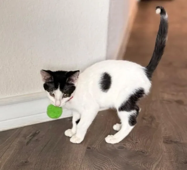 A baby small-sized male Domestic Short Hair cat named Gunner for adoption in San Antonio, TX