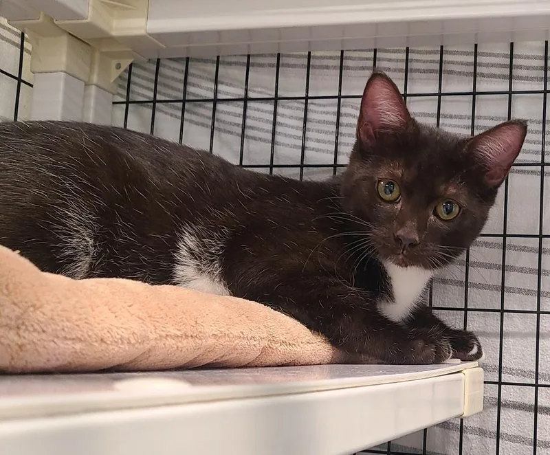A baby medium-sized female Black & White / Tuxedo Domestic Short Hair cat named Dottie & Rick for adoption in Kirkland, WA