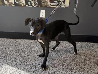 An adult medium-sized male Mixed Breed dog named Tyler for adoption in West Chester, PA