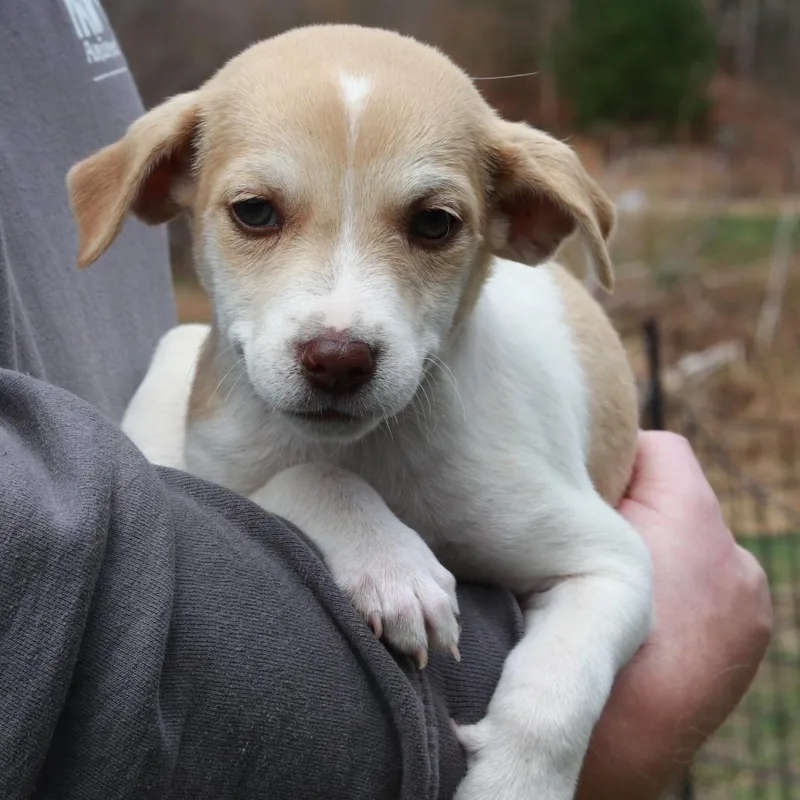 A baby medium-sized male White / Cream Jack Russell Terrier dog named Ct Pilot for adoption in Stormville, NY