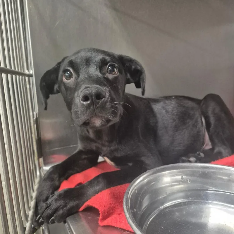 A baby medium-sized male Black Mixed Breed dog named StraySpanishOakDrive for adoption in Columbus, GA