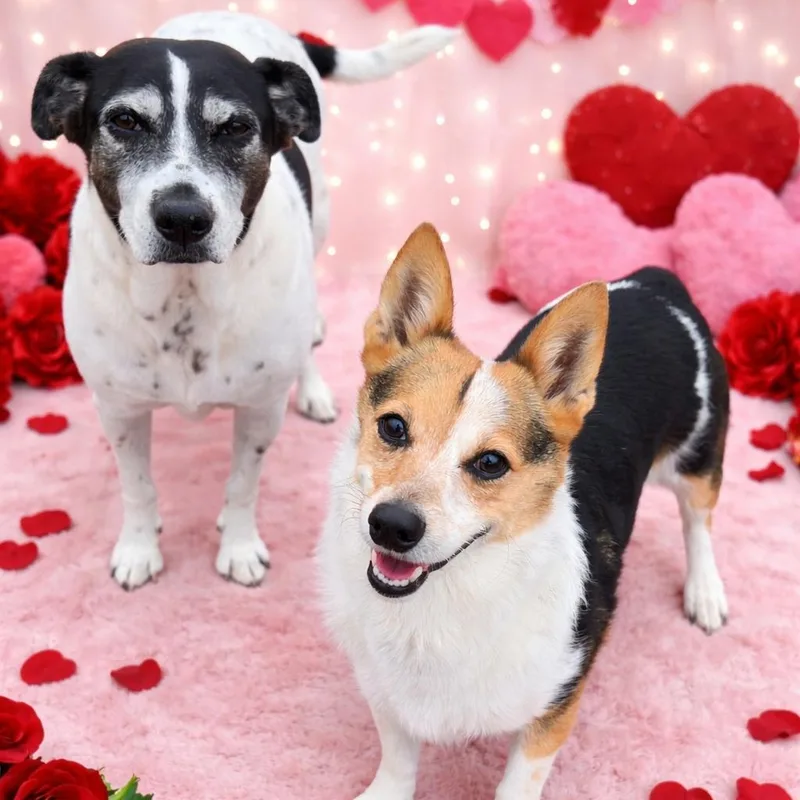 Dixie And Little Girl thumbnail 3