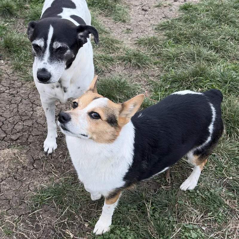 Dixie And Little Girl thumbnail 5