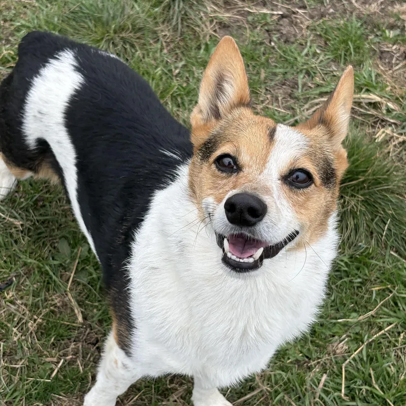 Dixie And Little Girl thumbnail 6