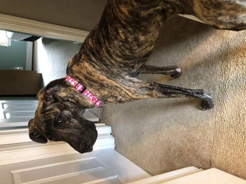 A young extra large-sized female Great Dane dog named Dakota for adoption in Pine Beach, NJ