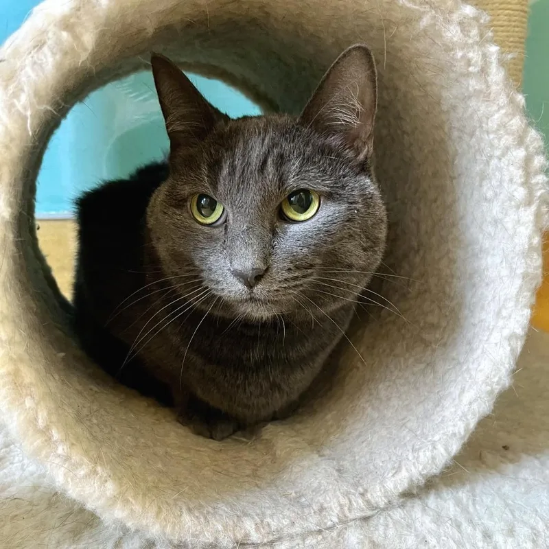 An adult medium-sized female Gray / Blue / Silver Domestic Short Hair cat named Paisley for adoption in Hudson, NY