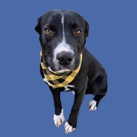 A young medium-sized male Pit Bull Terrier dog named Lucky for adoption in Bakersfield, CA