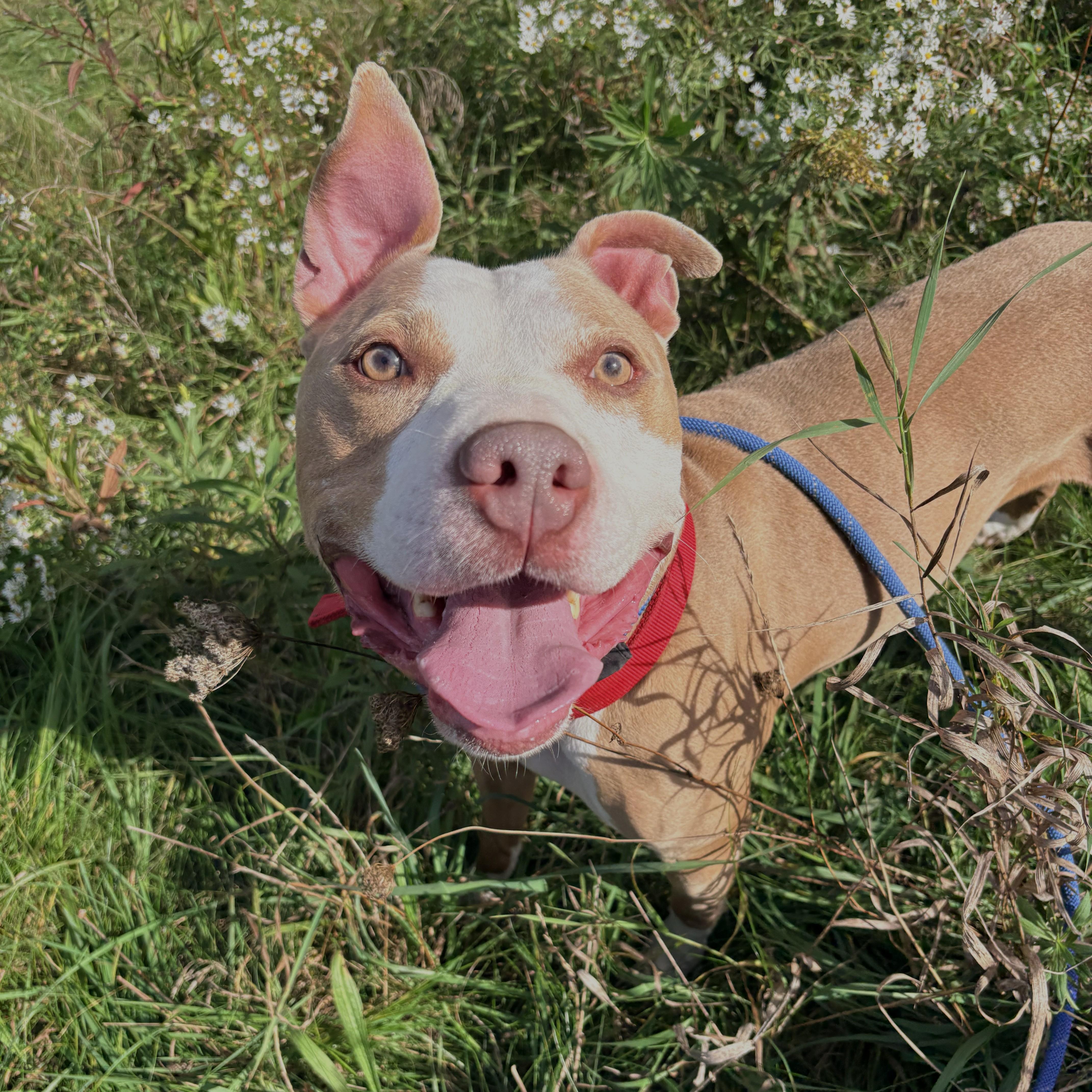 An adult large-sized male Yellow / Tan / Blond / Fawn Pit Bull Terrier dog named Kobe for adoption in Allegan, MI