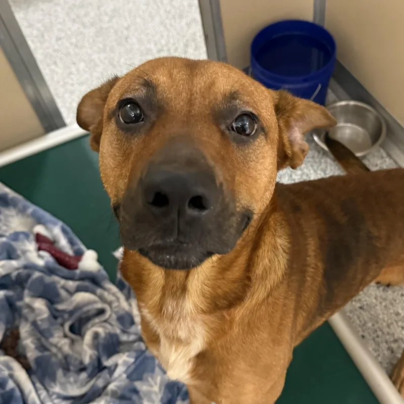An adult medium-sized male Yellow / Tan / Blond / Fawn Terrier dog named Buck for adoption in St. Augustine, FL