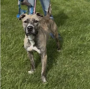 A young medium-sized female Brindle Pit Bull Terrier dog named Penelope for adoption in Chillicothe, MO