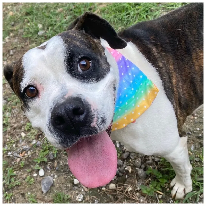 An adult medium-sized female Brindle American Bulldog dog named Abbey for adoption in Kingwood, TX