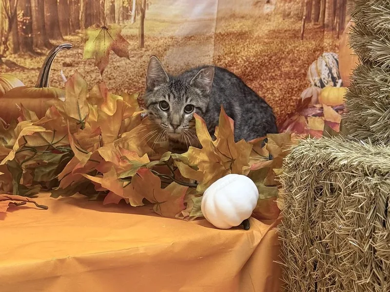 A baby small-sized male Domestic Short Hair cat named Sam for adoption in Richmond, IN