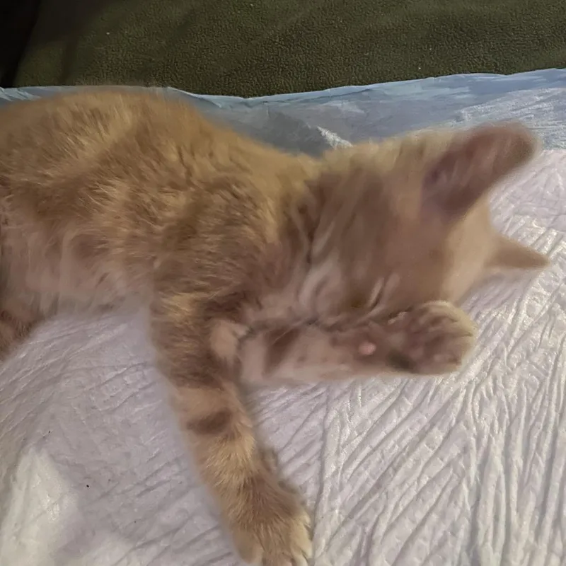 Toby thumbnail 3