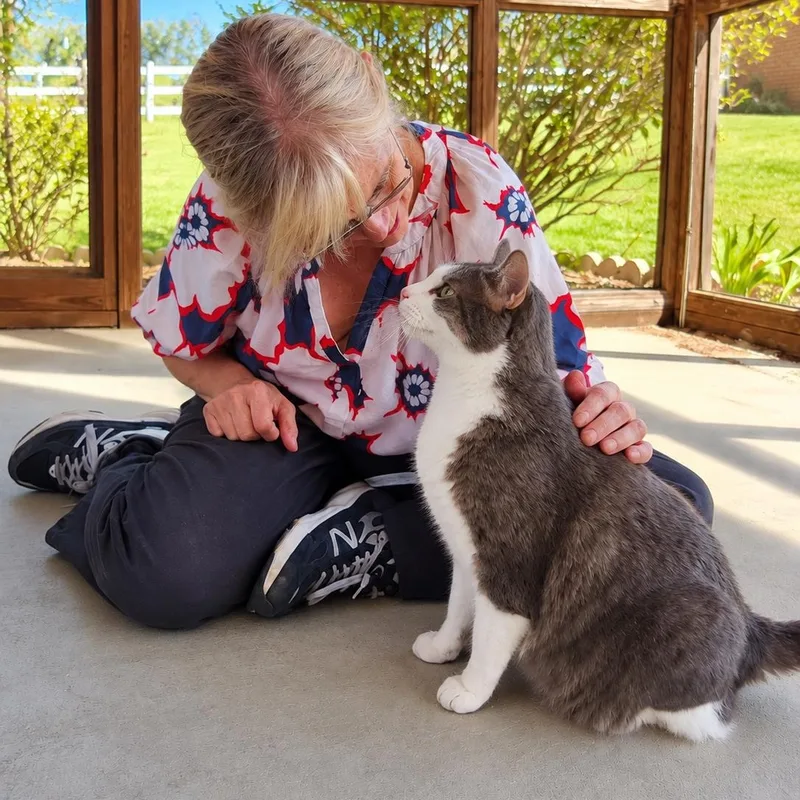 An adult medium-sized male Domestic Short Hair cat named Cannoli for adoption in Charleston, SC