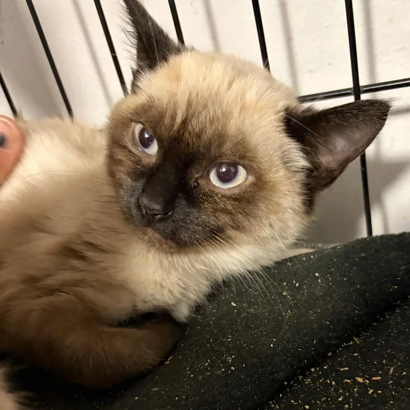 A baby small-sized male Domestic Short Hair cat named Ming for adoption in Pleasanton, CA