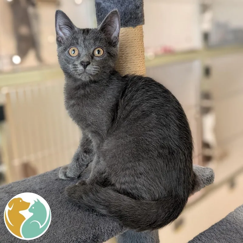 A baby small-sized male Gray / Blue / Silver Domestic Short Hair cat named Dude for adoption in Toledo, OH