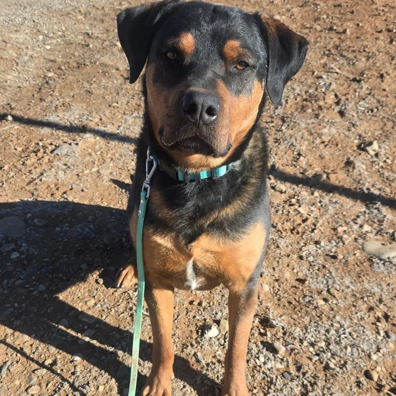 An adult large-sized male Black Rottweiler dog named Bubba for adoption in Taos, NM
