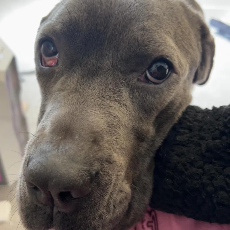An adult small-sized female Gray / Blue / Silver Cane Corso dog named Misty for adoption in manchester, PA