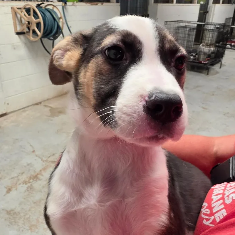 A baby medium-sized male White / Cream Mixed Breed dog named Squirtle for adoption in Leander, TX